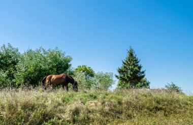 Yazlık çiçek çayırında güzel kahverengi at, yeşil çimen yiyen at. Uzun yeleli at aygırı ayakta duruyor. Atlı aygır açık havada, büyük at atları.