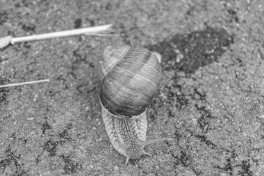 Islak yolda sürünen kabuklu büyük bahçe salyangozu çabuk eve gel, salyangoz Helix, vücudu korumak için sarmalanmış lezzetli yiyeceklerden oluşur, balçık kabuklu doğal hayvan salyangozu, besleyici krema yapar.