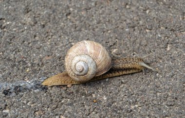 Islak yolda sürünen kabuklu büyük bahçe salyangozu çabuk eve gel, salyangoz Helix vücudu korumak için sarılmış lezzetli yiyeceklerden oluşur, balçıklı doğal neşe salyangozu balçıktan korur, besleyici krema yapabilir.