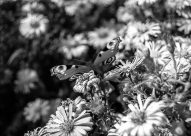 Fotoğraf temalı güzel bir siyah kelebek kralının çayır çiçeğinin üzerindeki fotoğrafı çayırdaki çiçeklerin içindeki kelebek kralın parlak kanatlarını sallaması, yaşlı kelebek kralın çayır çiçeğine olan bedeni.