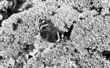 Fotoğraf temalı güzel bir siyah kelebek kralının çayır çiçeğinin üzerindeki fotoğrafı çayırdaki çiçeklerin içindeki kelebek kralın parlak kanatlarını sallaması, yaşlı kelebek kralın çayır çiçeğine olan bedeni.