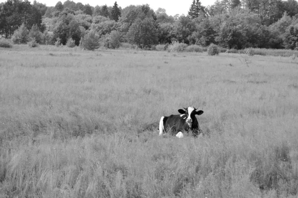 Photography Theme Beautiful Big Milk Cow Grazes Green Meadow Blue — Stock Fotó