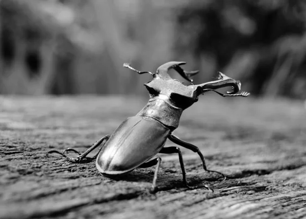 Cerf Mâle Avec Longues Mâchoires Pointues Dans Forêt Sauvage Assis — Photo