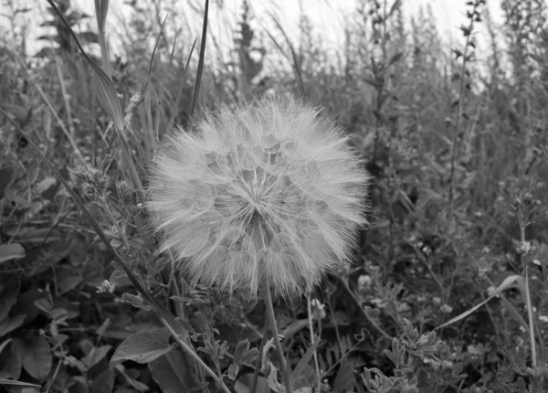 Beautiful Fluffy Blooming Flower Dandelion Dark Background Close Photography Consisting — Zdjęcie stockowe