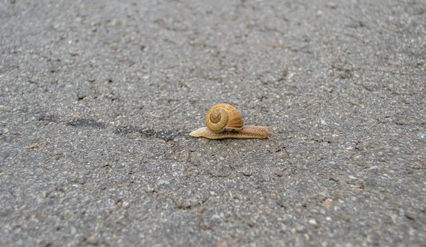 Gros Escargot Jardin Coquille Rampant Sur Route Humide Hâte Maison — Photo