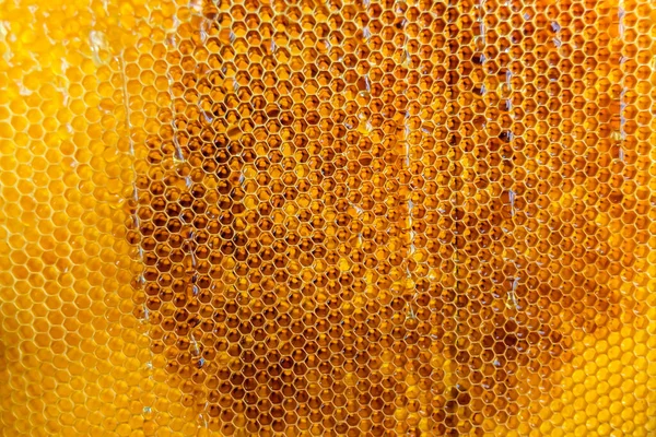 Druppel Bijenhoning Uit Zeshoekige Honingraten Gevuld Met Gouden Nectar Honingraten — Stockfoto