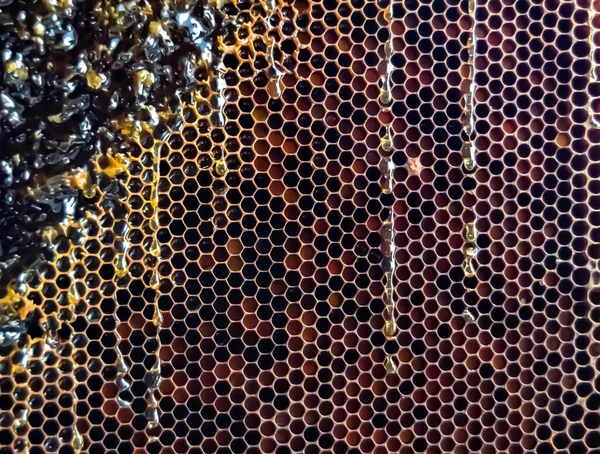 Tropfen Bienenhonig Von Sechseckigen Waben Mit Goldenem Nektar Gefüllt Waben — Stockfoto