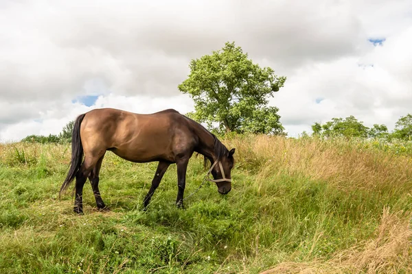 Beau Cheval Brun Sauvage Étalon Sur Prairie Fleurs Été Cheval — Photo