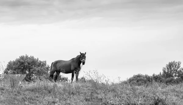 Beautiful Wild Brown Horse Stallion Summer Flower Meadow Equine Eating — Zdjęcie stockowe