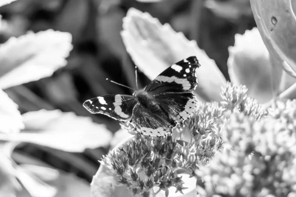 Fényképezés Téma Gyönyörű Fekete Pillangó Császár Rét Virág Fénykép Álló — Stock Fotó