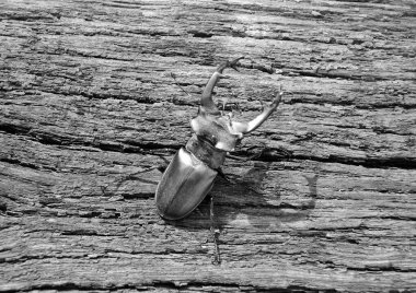 Vahşi ormanda uzun ve keskin çeneleri olan erkek geyik böceği meşe ağacının gövdesinde oturur, böcek geyiği büyük boynuzlardan, güzel güçlü bacaklardan, geyik böceğinden oluşur.