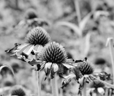 Kırsalda çiçek açan nektarlı vahşi güzellik, kırlarda açan kır çiçekleri, tarlada açan doğal otlar kırsal alanda açan yabani küçük çiçekler.