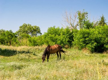 Yazlık çiçek çayırında güzel kahverengi at, yeşil çimen yiyen at. Uzun yeleli at aygırı ayakta duruyor. Atlı aygır açık havada, büyük at atları.