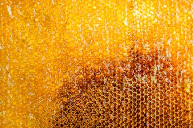 Altın nektarla dolu altıgen bal peteklerinden arı damlayan bal damlası, bal peteği yaz kompozisyonu doğal bal damlası, balmumu çerçeve arısına damlayan bal damlası, bal peteğine damlayan bal damlası