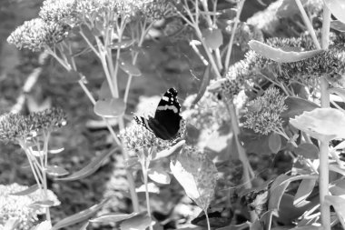 Fotoğraf temalı güzel bir siyah kelebek kralının çayır çiçeğinin üzerindeki fotoğrafı çayırdaki çiçeklerin içindeki kelebek kralın parlak kanatlarını sallaması, yaşlı kelebek kralın çayır çiçeğine olan bedeni.