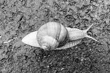 Islak yolda sürünen kabuklu büyük bahçe salyangozu çabuk eve gel, salyangoz Helix, vücudu korumak için sarmalanmış lezzetli yiyeceklerden oluşur, balçık kabuklu doğal hayvan salyangozu, besleyici krema yapar.