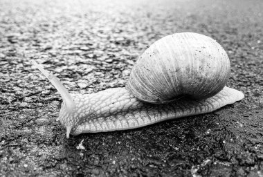 Islak yolda sürünen kabuklu büyük bahçe salyangozu çabuk eve gel, salyangoz Helix, vücudu korumak için sarmalanmış lezzetli yiyeceklerden oluşur, balçık kabuklu doğal hayvan salyangozu, besleyici krema yapar.