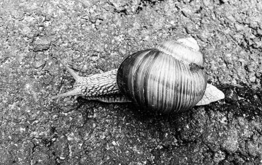 Islak yolda sürünen kabuklu büyük bahçe salyangozu çabuk eve gel, salyangoz Helix, vücudu korumak için sarmalanmış lezzetli yiyeceklerden oluşur, balçık kabuklu doğal hayvan salyangozu, besleyici krema yapar.