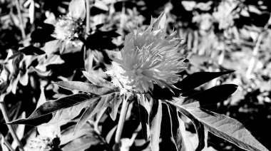 Çiçekler, dikenli dikenli dikenli dallar, doğal yapraklarla bahçede açan dikenli kır çiçekleri, dikenli dikenli dikenli dikenli dikenli burgerler, kırsal bahçeye açan kır çiçekleri, dikenli dulavrat çiçekleri.