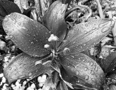 Nilüfer çiçekleri bahçede doğal yapraklarla çiçek açıyor, kır bahçesine çiçek açan kır çiçekleri, büyük sokak bahçesinde çiçek açan kır çiçekleri.