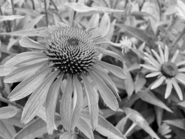 Bahçede çiçek açan kır çiçekleri, doğal yapraklarla çiçek açan kır çiçekleri, kırsal alanda çiçek açan ekinezya, bahçede çiçek açan kır çiçekleri.