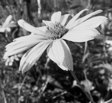 Papatya çiçekleri bahçede doğal yapraklarla çiçek açıyor, kır bahçesine açan papatya çiçekleri, bahçede açan kır çiçekleri, papatya çiçekleri