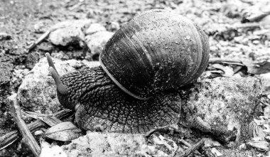 Islak yolda sürünen kabuklu büyük bahçe salyangozu çabuk eve gel, salyangoz Helix, vücudu korumak için sarmalanmış lezzetli yiyeceklerden oluşur, balçık kabuklu doğal hayvan salyangozu, besleyici krema yapar.