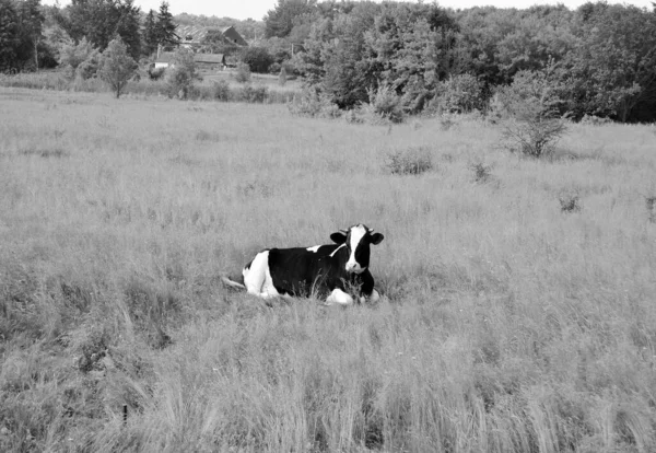 Fotografia Sobre Tema Bonito Grande Leite Vaca Pastagens Prado Verde — Fotografia de Stock