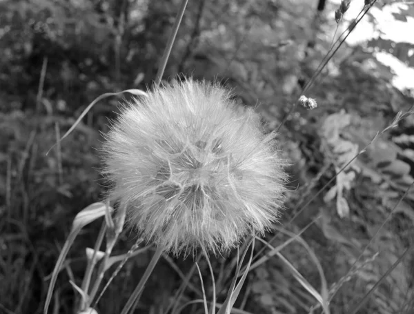 Beautiful Fluffy Blooming Flower Dandelion Dark Background Close Photography Consisting — Zdjęcie stockowe