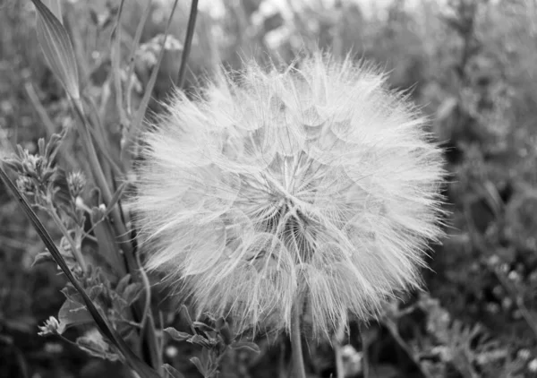 Beautiful Fluffy Blooming Flower Dandelion Dark Background Close Photography Consisting — Zdjęcie stockowe