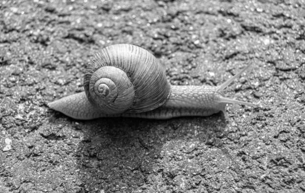 Big Garden Snail Shell Crawling Wet Road Hurry Home Snail — Zdjęcie stockowe