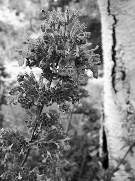 Μπουκέτο Αγριολούλουδα Κοντά Ανθίζουν Στον Κήπο Φυσικά Φύλλα Όμορφο Μπουκέτο — Φωτογραφία Αρχείου