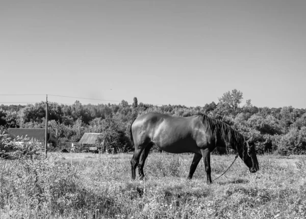 Beau Cheval Sauvage Brun Étalon Sur Prairie Fleurs Été Cheval — Photo