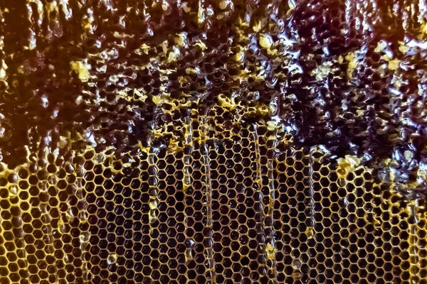 Drop Bee Honey Drip Hexagonal Honeycombs Filled Golden Nectar Honeycombs — Stock Photo, Image