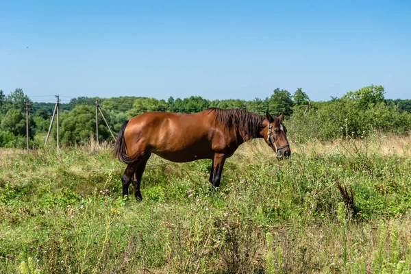 Beau Cheval Brun Sauvage Étalon Sur Prairie Fleurs Été Cheval — Photo