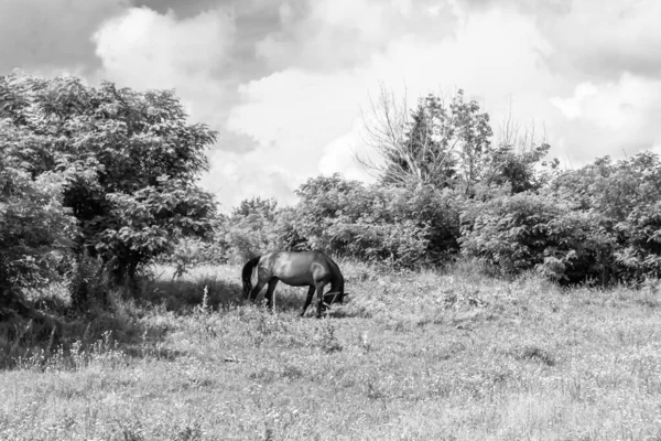 Hermoso Semental Caballo Marrón Salvaje Prado Flores Verano Equino Comiendo —  Fotos de Stock