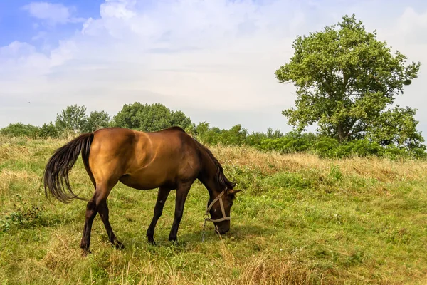 Hermoso Caballo Marrón Salvaje Semental Prado Flores Verano Equino Comer — Foto de Stock