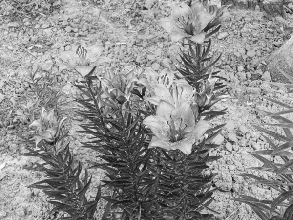 Kytice Divoké Květy Lilie Kvetoucí Zahradě Přírodními Listy Krásné Kytice — Stock fotografie