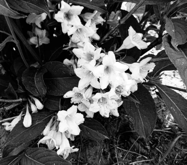 Buquê Flores Silvestres Jasmim Florescendo Jardim Com Folhas Naturais Belo — Fotografia de Stock