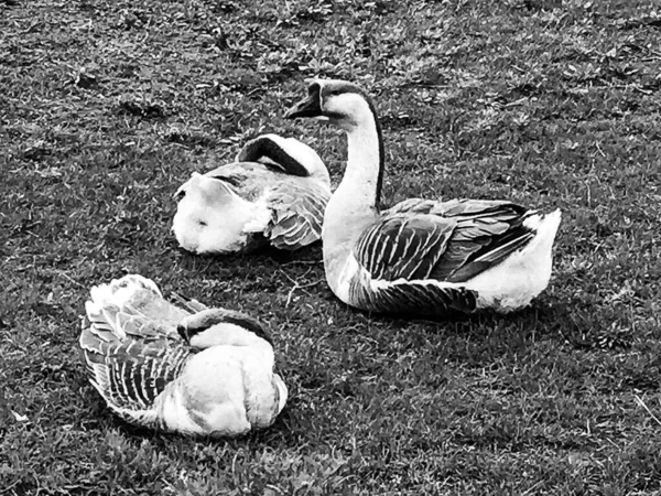 Famille Animaux Blancs Gander Oie Aller Boire Eau Étang Fluide — Photo