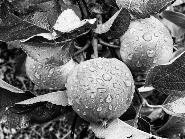 Fotografia Temat Pięknej Gałęzi Owocowej Jabłoń Naturalnych Liści Pod Czystym — Zdjęcie stockowe