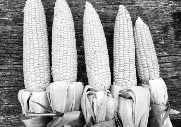 Фотография Тему Красивой Кукурузы Овощного Початка Семенами Растений Натуральной Текстурой — стоковое фото