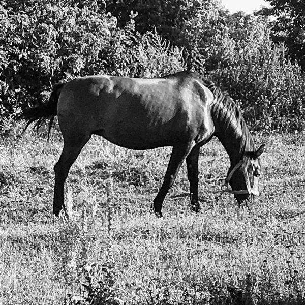 Krásný Divoký Hnědý Kůň Hřebec Letní Květinové Louce Koňovití Jedí — Stock fotografie