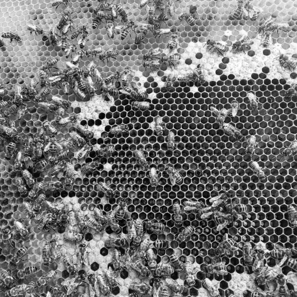 概要六角形の構造は ミツバチの巣からミツバチの巣まで黄金の蜂蜜で満たされたハニカム ミツバチの村からの蜂蜜の蜂蜜からなるハニカム夏の組成物 ミツバチの田舎から田舎までの蜂蜜の田舎です — ストック写真