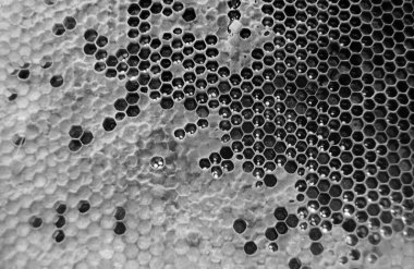 Altın nektarla dolu altıgen bal peteklerinden arı damlayan bal damlası, bal peteği yaz kompozisyonu doğal bal damlası, balmumu çerçeve arısına damlayan bal damlası, bal peteğine damlayan bal damlası