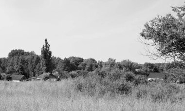 Renkli doğal arka plan üzerine köy çayırında güzel bir ufuk manzarası, uzun çayırdaki çayır köyünde ufuk manzarası, hayvan için köy otlağındaki ufuk doğa manzarası.