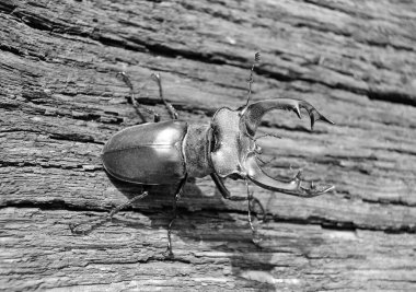 Vahşi ormanda uzun ve keskin çeneleri olan erkek geyik böceği meşe ağacının gövdesinde oturur, böcek geyiği büyük boynuzlardan, güzel güçlü bacaklardan, geyik böceğinden oluşur.