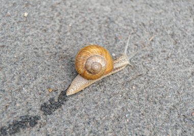 Islak yolda sürünen kabuklu büyük bahçe salyangozu çabuk eve gel, salyangoz Helix vücudu korumak için sarılmış lezzetli yiyeceklerden oluşur, balçıklı doğal neşe salyangozu balçıktan korur, besleyici krema yapabilir.