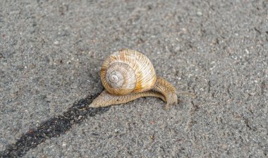 Islak yolda sürünen kabuklu büyük bahçe salyangozu çabuk eve gel, salyangoz Helix vücudu korumak için sarılmış lezzetli yiyeceklerden oluşur, balçıklı doğal neşe salyangozu balçıktan korur, besleyici krema yapabilir.