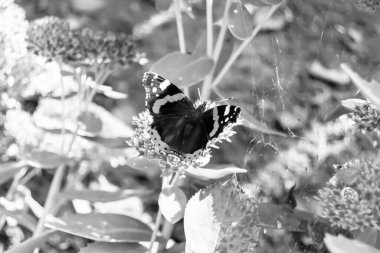 Fotoğraf temalı güzel bir siyah kelebek kralının çayır çiçeğinin üzerindeki fotoğrafı çayırdaki çiçeklerin içindeki kelebek kralın parlak kanatlarını sallaması, yaşlı kelebek kralın çayır çiçeğine olan bedeni.